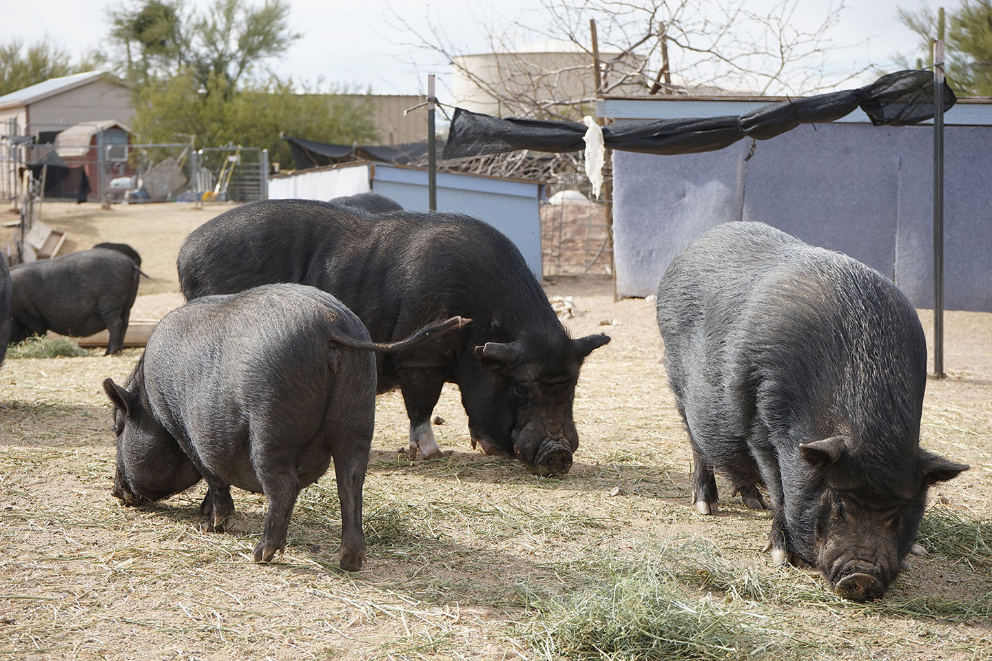 mini pigs